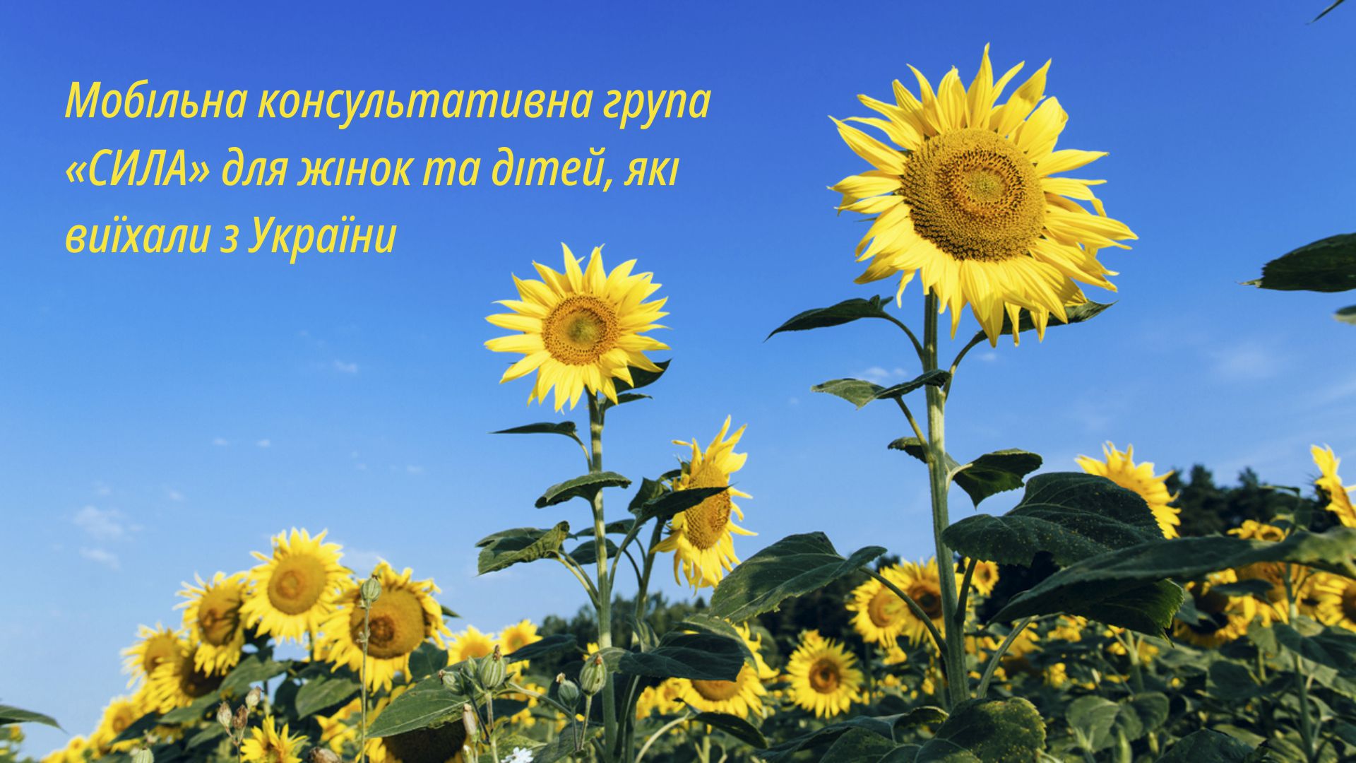cyla_sonnenblume_projekt_ukr