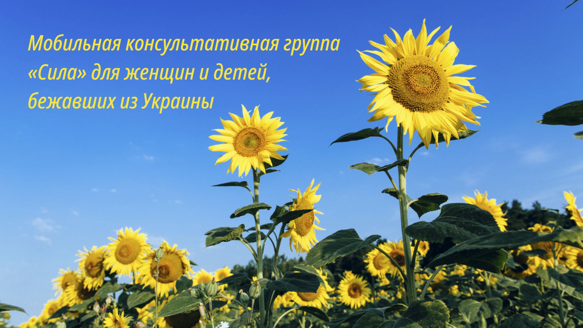 cyla_sonnenblume_projekt_ru