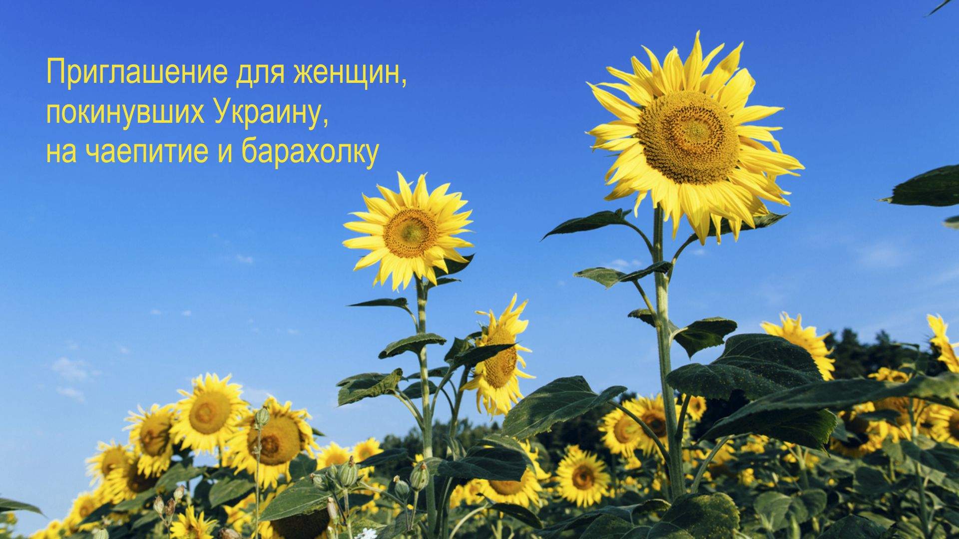 cyla_Sonnenblume_flohmarkt_russisch